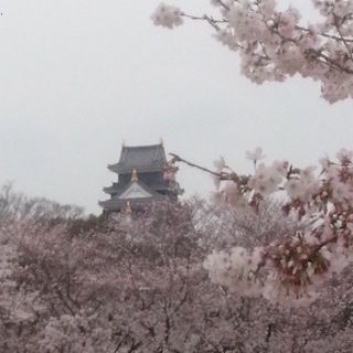 岡山城と桜