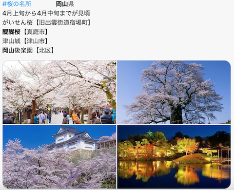 岡山 桜