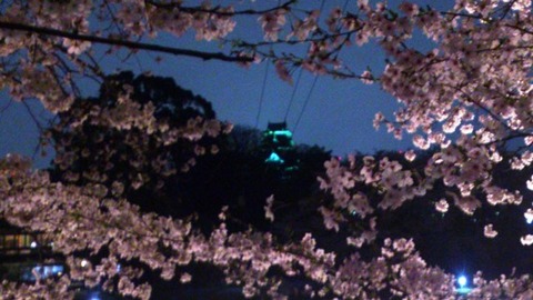岡山城 夜桜 交信DSC_1897