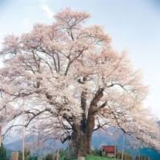 「醍醐桜まつり」