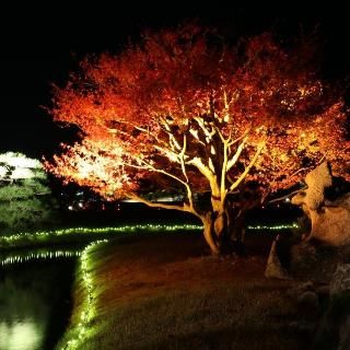 秋　岡山　後楽園