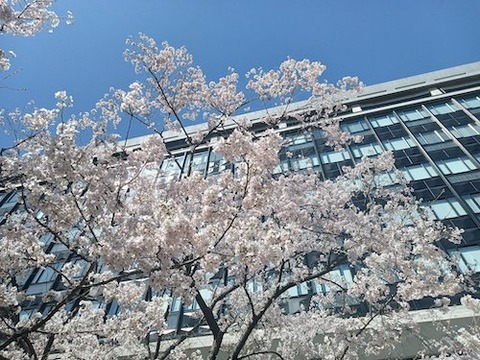 岡山県庁 醍醐桜o