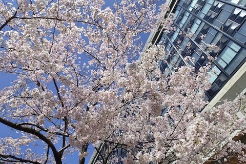 岡山県庁 醍醐桜H