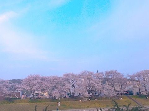 旭川河川敷　桜