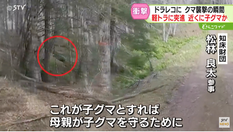 クマ01