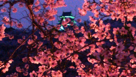 岡山城 と 夜桜DSC_1687