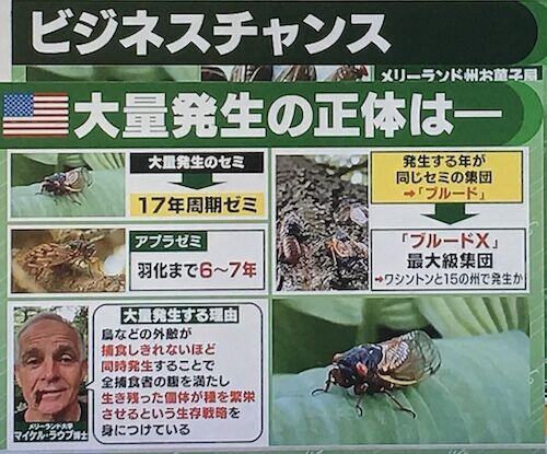 数兆匹の大発生も アメリカで １７年周期ゼミ 羽化始まる 算数 数学 発生の周期が １７年 という素数である理由 世界 地域 岡山 に目を向けグローバル 366 岡山県を中心にグローカル Gps Aps