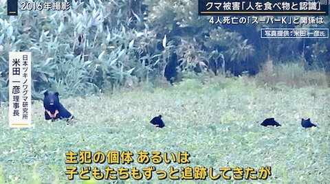 03クマ
