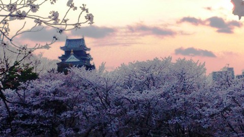 岡山城 と 桜 夕暮れDSC_1819
