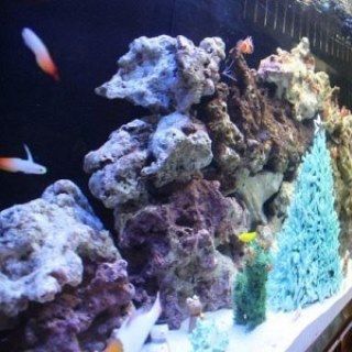 クリスマス島の魚水槽 玉野渋川水族館