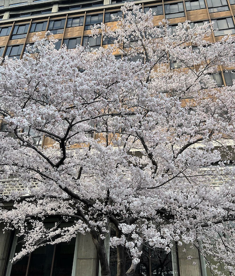 岡山県庁　醍醐桜