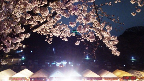 おかやま サクラカーニバル 夜桜DSC_1845