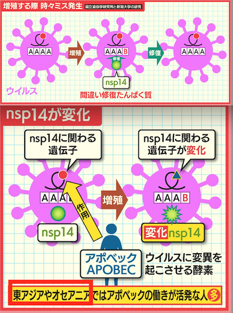 45 ウイルス急減は偶然自壊か