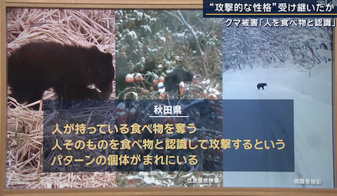 09クマ