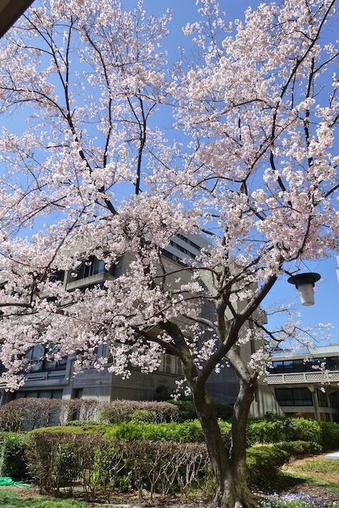 岡山県庁 醍醐桜9