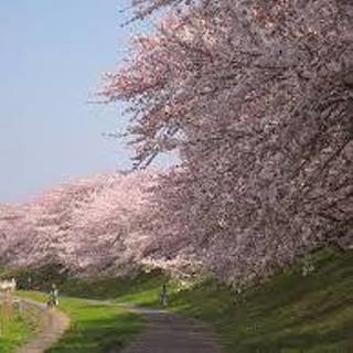 岡山さくらカーニバル