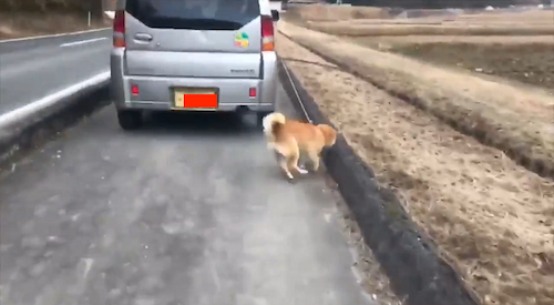 岡山県高梁市 高齢者が車で犬を引きずって散歩する動画が炎上 歩道を走行 足腰が悪いかもしれないが これはダメですね 世界 地域 岡山 に目を向けグローバル 366 岡山県を中心にグローカル Gps Aps