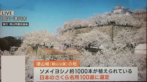 岡山（津山） 鶴山公園の“津山さくらまつり” 最速9日目で10万人到達 : 世界(地域/岡山)に目を向けグローバル 366 岡山県を中心に
