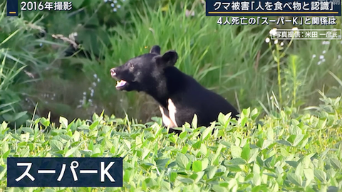 02クマ