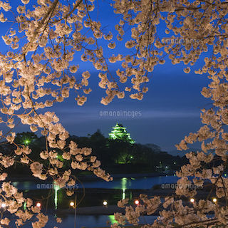 岡山城　と桜　ライトアップ