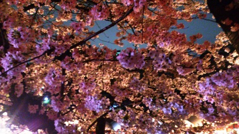 おかやまさくらカーニバル 夜桜DSC_1874