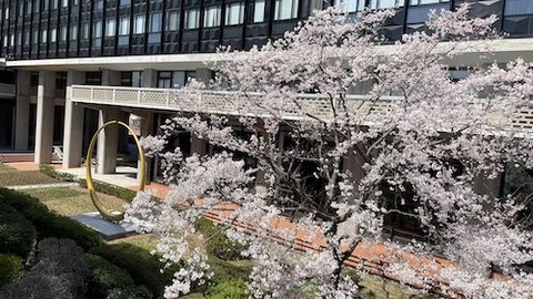 岡山県庁 醍醐桜Y