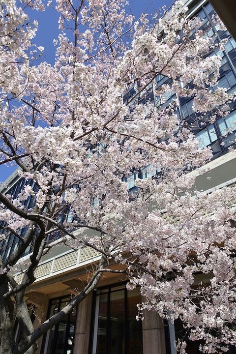 岡山県庁 醍醐桜Q
