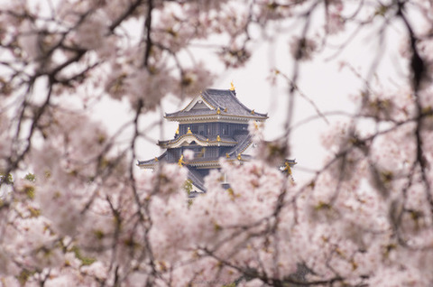 岡山城 桜 の季節