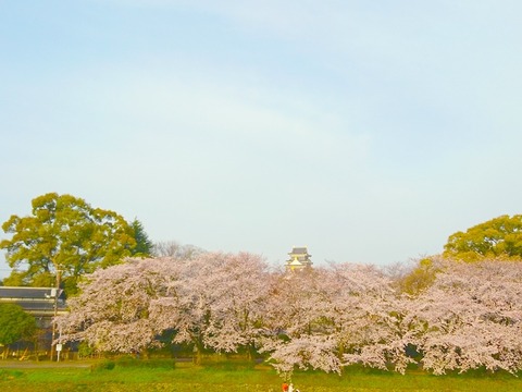 岡山城と桜と 空