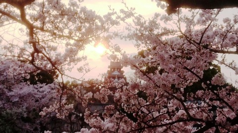さくら 夕日 岡山城DSC_0576 - コピー