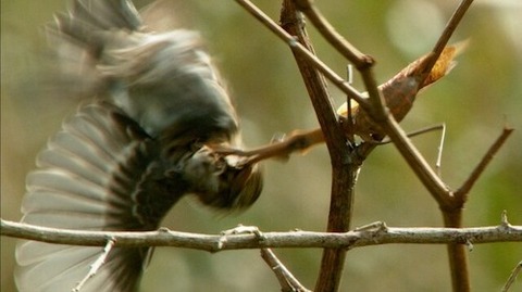 世界初 オオカマキリ が 鳥 を狩る 衝撃 の瞬間 その一部始終を撮った 世界 地域 岡山 に目を向けグローバル 366 岡山県を中心にグローカル Gps Aps