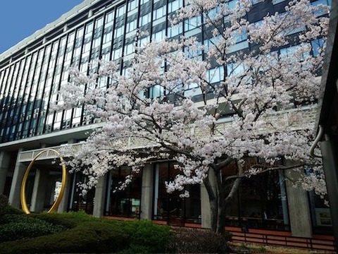 岡山県庁 醍醐桜I