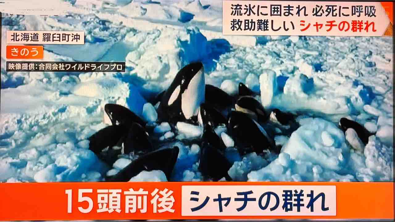 クマとシャチで明暗! 流氷で閉じ込めのシャチ脱出か 姿見えず、北海道・羅臼沖/ ヒグマ・ツキノワグマ、「指定管理鳥獣」追加で計画的捕獲へ…死傷 ...