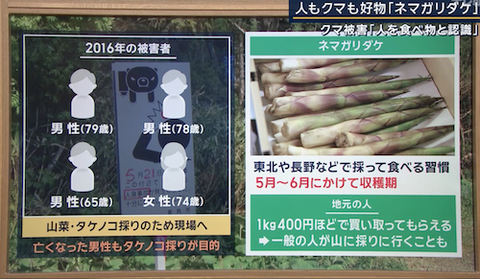 10クマ
