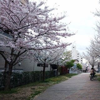 下石井公園 桜　004