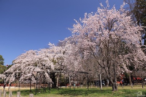 桜　上賀茂　u