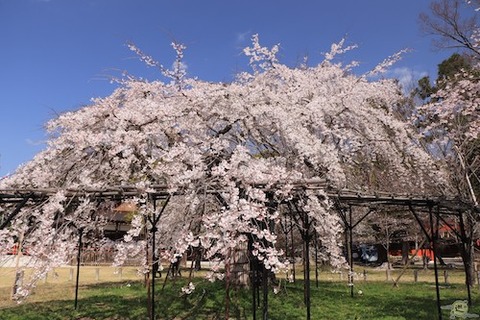 桜　上賀茂