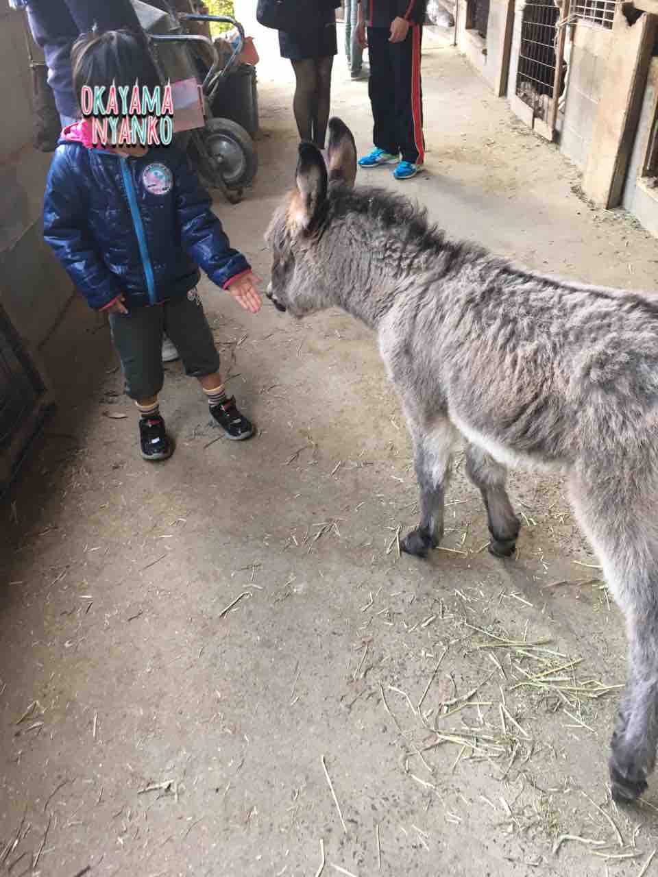 渋川動物公園 岡山にゃんこ 渋川動物公園 岡山にゃんこ