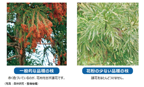 花粉の少ない杉-タマホーム