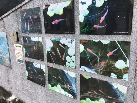 メダカの学校2