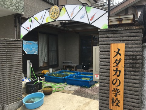 メダカの学校