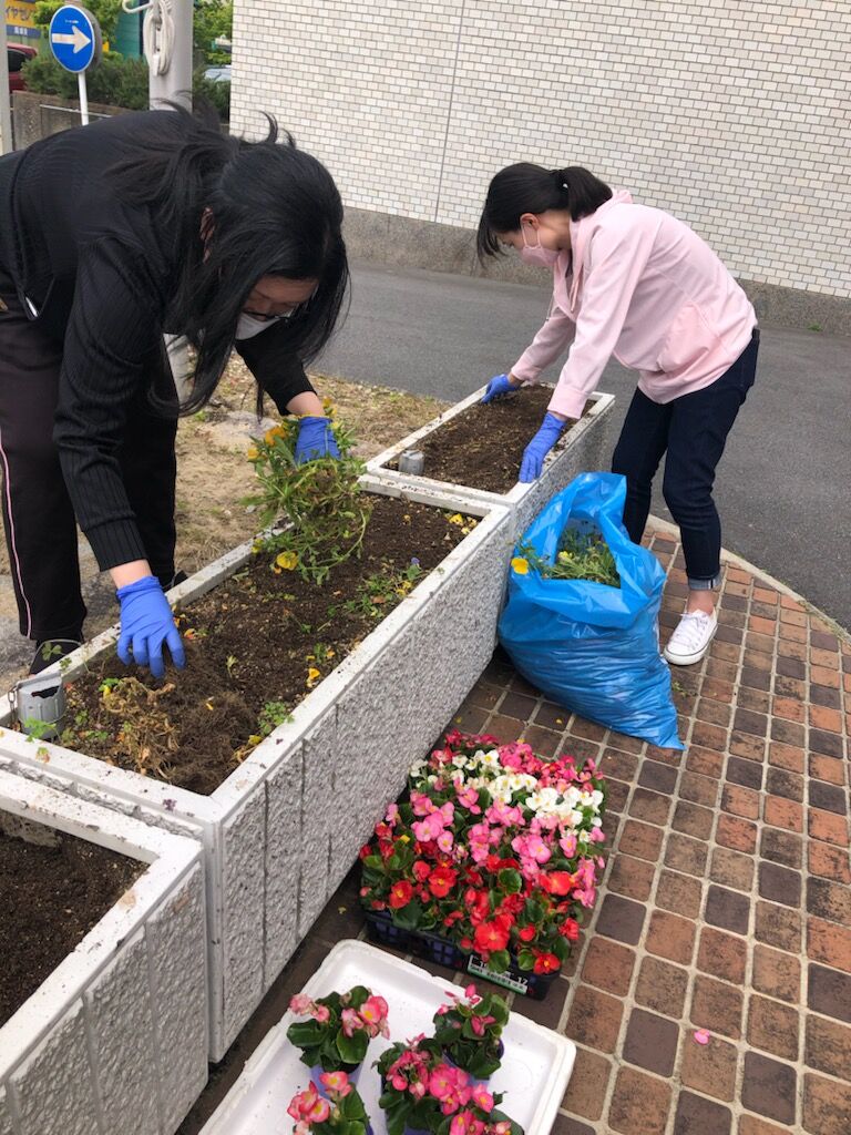 女性部さんによる 花の植替え 初夏を彩るベゴニアに誓う朝 岡崎商工会議所 ブログ