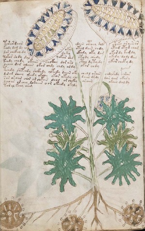 voynich2