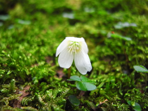yakushima (166)