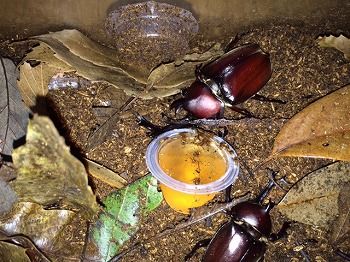 カブトムシが採れる場所教えます せからしか我が家