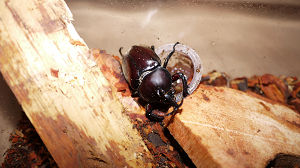 kabuto