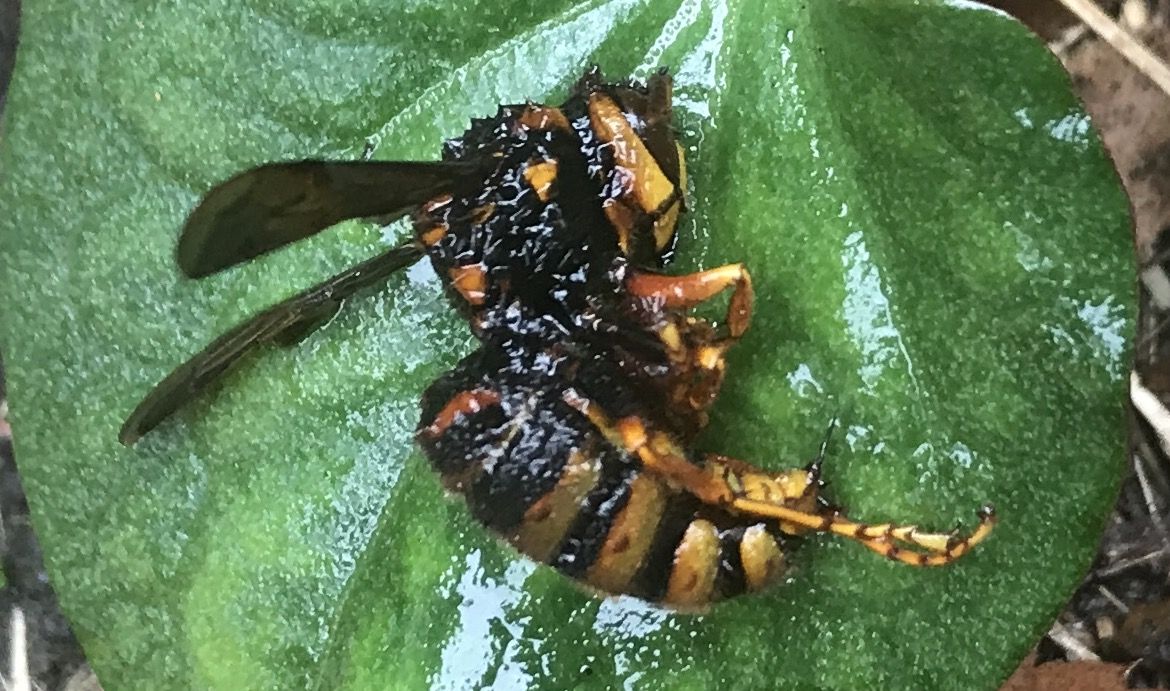 2017年の蜂刺傷による死亡者数は前年比６人減の13人 Okehazama0612のブログ