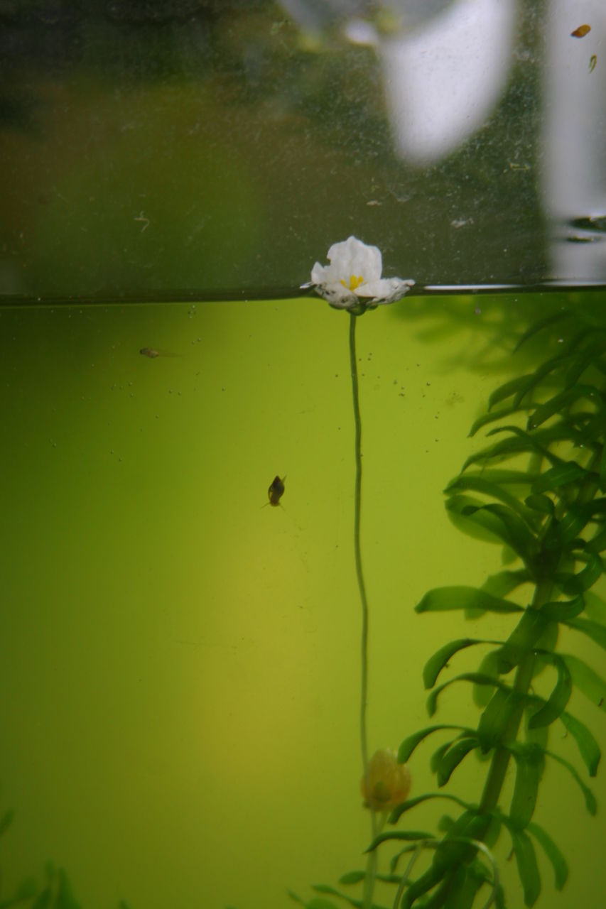 梅花藻 咲く ７８才 ただいま８４才 のけいちゃんブログ