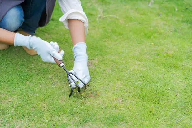 芝生のお手入れ 社長 ブログ 社長のつぶやき 桶市ハウジング 芝生のお手入れ 社長 ブログ 社長のつぶやき 桶市ハウジング