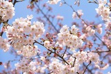 sakura3-600x400